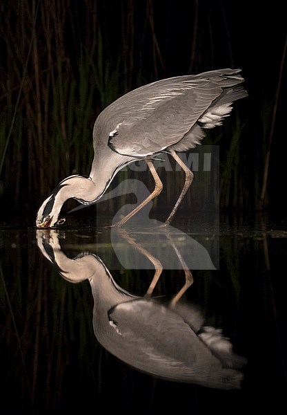 Blauwe Reiger duikend in water; Grey Heron diving in water stock-image by Agami/Marc Guyt,