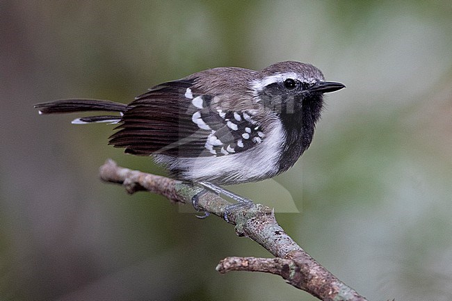 A male Northern White-fringed Antwren (Formicivora intermedia) at Utica, Colombia. stock-image by Agami/Tom Friedel,