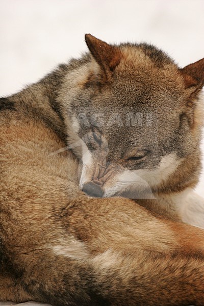 Europese Wolf; European Wolf stock-image by Agami/Menno van Duijn,
