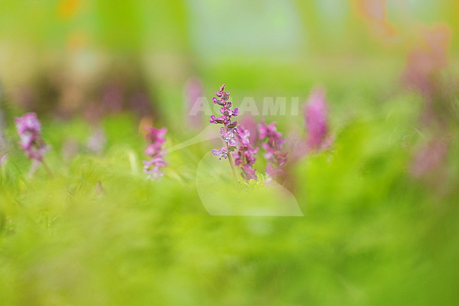 Hollowroot flowers stock-image by Agami/Wil Leurs,