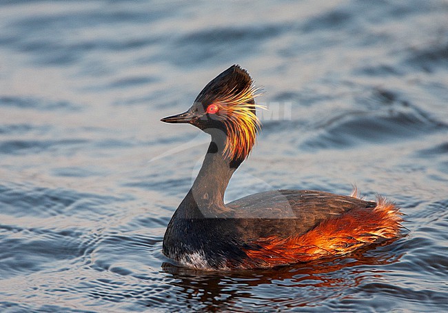Adult Black-necked Grebe (Podiceps nigricollis) in summer plumage swimming at the Starrevaart near Leiden in the Netherlands. stock-image by Agami/Marc Guyt,