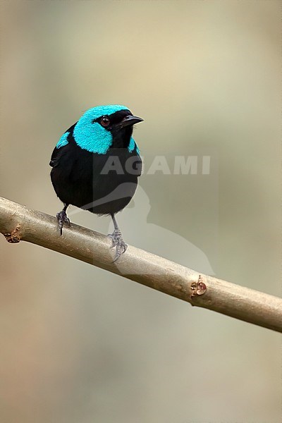 Male Scarlet-thighed Dacnis (Dacnis venusta) perched on a branch in a rainforest in Panama. stock-image by Agami/Dubi Shapiro,