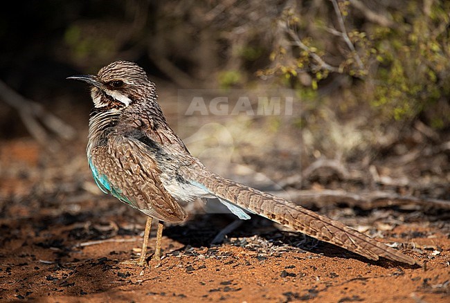 Long-tailed Ground-Roller (Uratelornis chimaera) standing on the ground in spiny forest near Ifaty, Madagascar. stock-image by Agami/Marc Guyt,