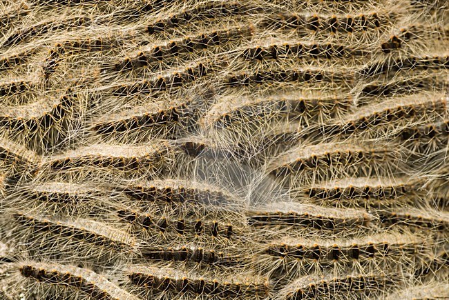 Eikenprocessierupsen,Oak procession caterpillars stock-image by Agami/Han Bouwmeester,