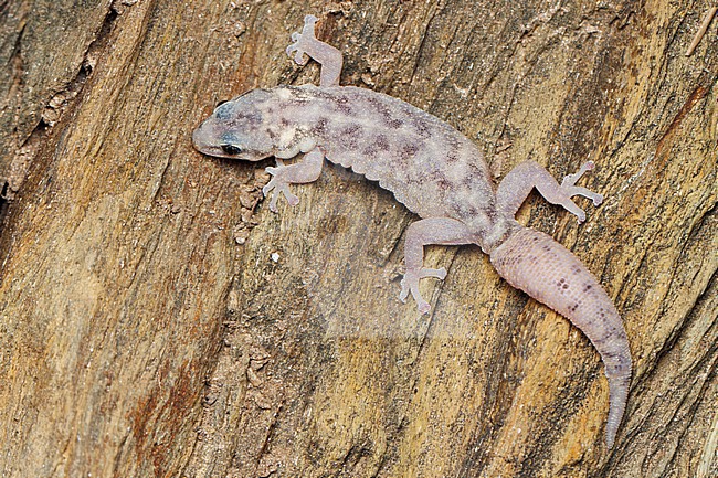 European Leaf-toed Gecko (Euleptes europaea) taken the 27/02/2025 at Hyères - France. stock-image by Agami/Nicolas Bastide,