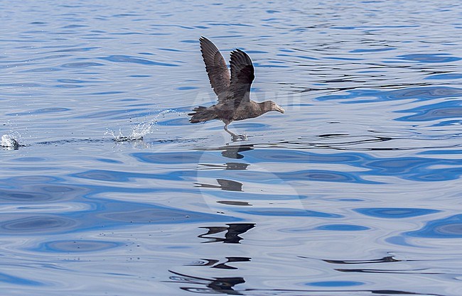 Southern Giant Petrel, Macronectes giganteus, in the south Atlantic ocean. stock-image by Agami/Marc Guyt,