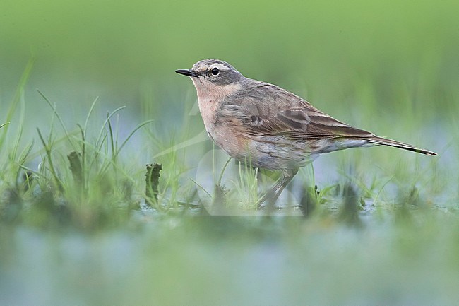 Adult summer plumaged Water Pipit (Anthus spinoletta) standing on the ground in Italy. stock-image by Agami/Daniele Occhiato,