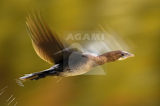 Pygmy Cormorant, Microcarbo pygmeus, in Italy. stock-image by Agami/Daniele Occhiato,