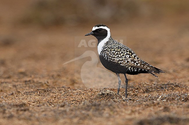 Adult male American Golden Plover (Pluvialis dominica) in breeding plumage on the tundra of Churchill, Manitoba, Canada. stock-image by Agami/Brian E Small,