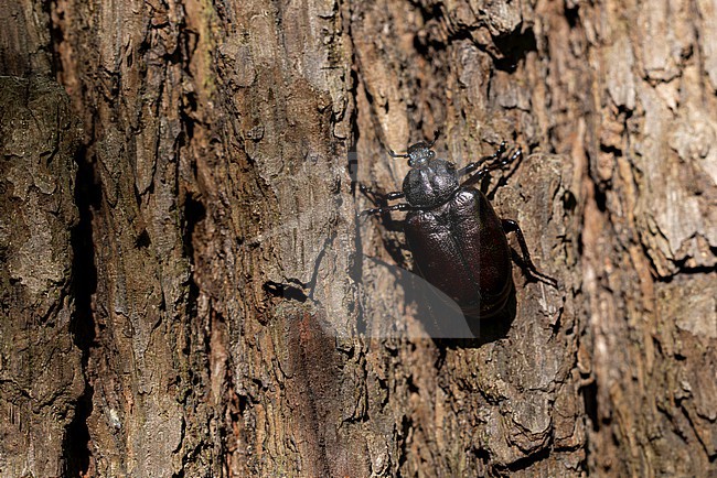 female hermit beetle or Russian leather beetle (Osmoderma eremita) is a xylobiontic beetle living and is threatened by modern intensive forestry, found in Lower Saxony in Germany stock-image by Agami/Mathias Putze,