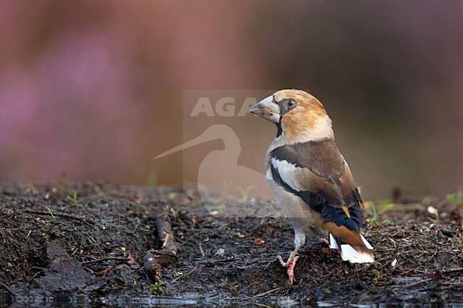 Volwassen Appelvink, Adult Hawfinch stock-image by Agami/Chris van Rijswijk,