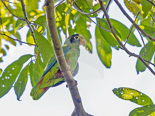 Hispaniolan Amazon (Amazona ventralis) in the Dominican Republic. stock-image by Agami/Pete Morris,