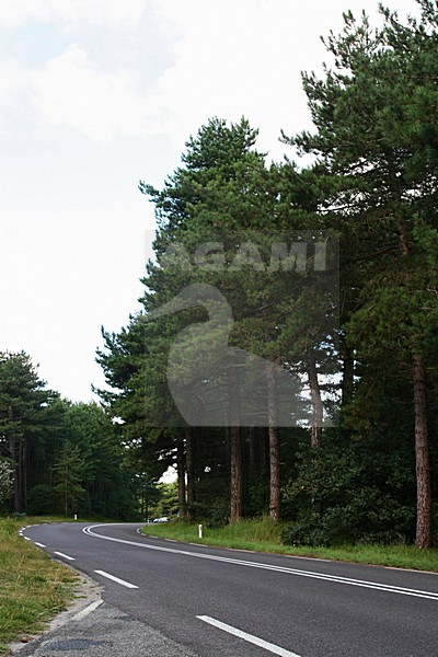 Coastal Pinewoods Bergen aan Zee Netherlands, Kust Dennenbossen Bergen aan Zee Nederland stock-image by Agami/Marc Guyt,