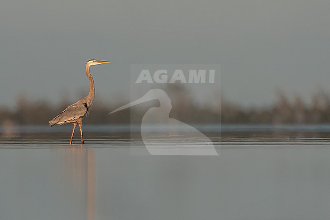 Great Blue Heron (Ardea herodias) fishing in Florida USA. stock-image by Agami/Marcel Burkhardt,