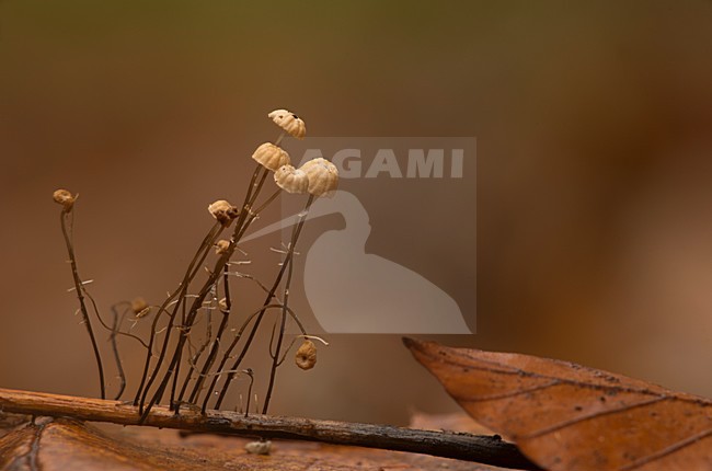  stock-image by Agami/Rob de Jong,