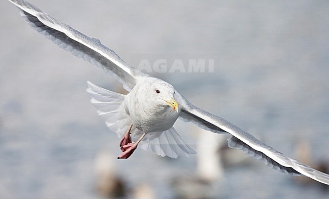 Glaucous-winged Gull (Larus glaucescens) adult flying stock-image by Agami/Marc Guyt,