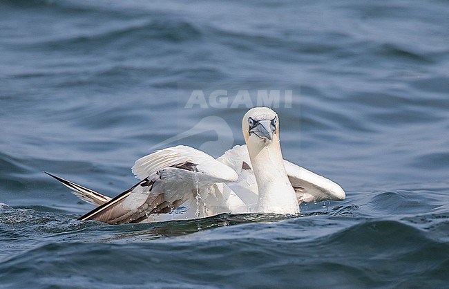 Northern Gannet (Morus bassanus) at the North sea off Scheveningen, Netherlands. Adult swimming at sea. stock-image by Agami/Marc Guyt,