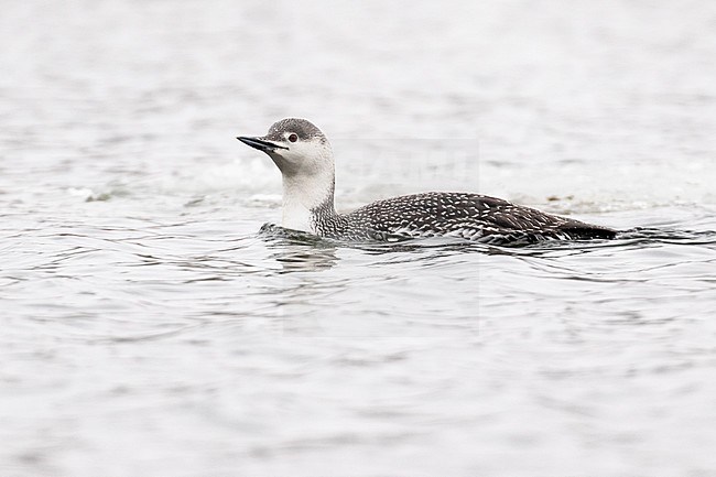 Adult winter Red-throated Diver (Gavia stellata) swimming on an inland river in Great Britain. stock-image by Agami/Josh Jones,