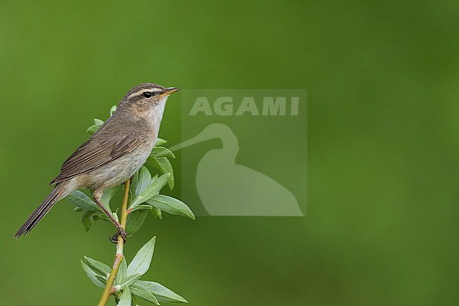 Dusky Warbler - Dunkellaubsänger -Phylloscopus fuscatus fuscatus, Russia (Baikal), adult stock-image by Agami/Ralph Martin,