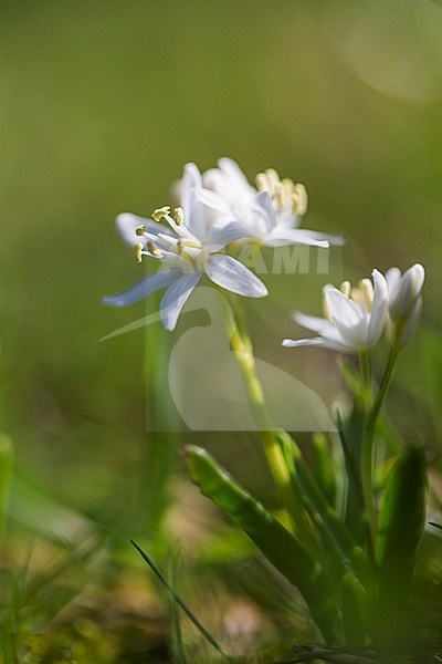Alpine Squill flower stock-image by Agami/Wil Leurs,