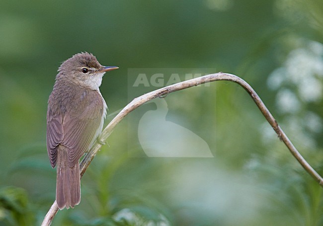 manual updated stock-image by Agami/Markus Varesvuo,