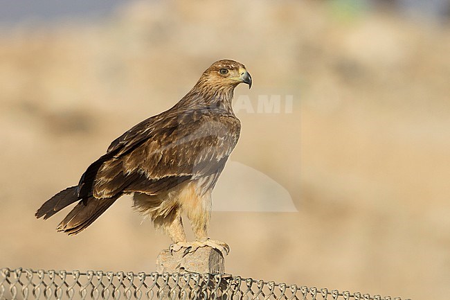 Eastern Imperial Eagle - Kaiseradler - Aquila heliaca, Oman, 3rd cy stock-image by Agami/Ralph Martin,
