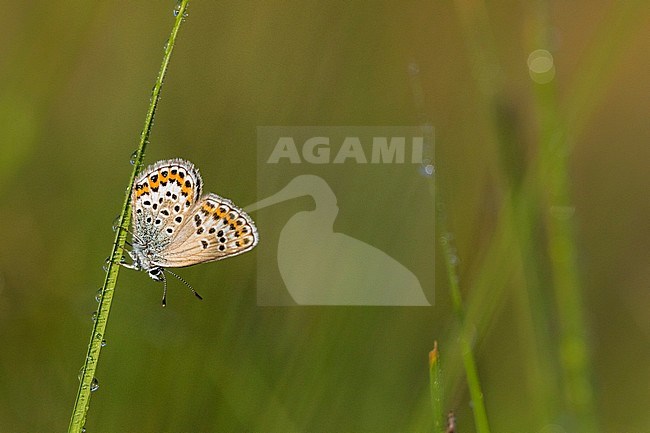 Female Silver-studded Blue stock-image by Agami/Wil Leurs,