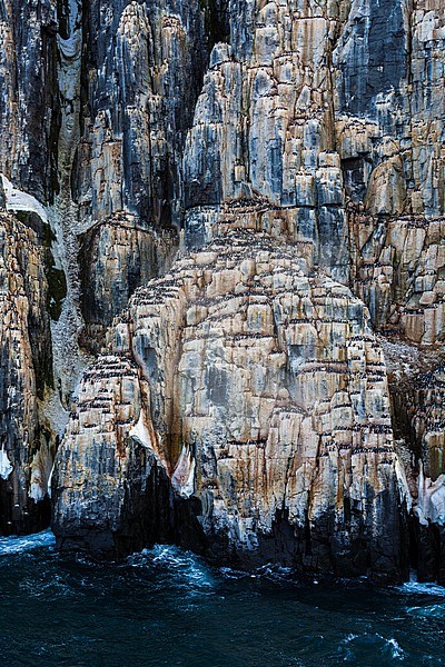 Alkefjellet cliffs full of breeding Brunnich's guillemots, Uria lomvia. Nordaustlandet, Svalbard, Norway stock-image by Agami/Sergio Pitamitz,