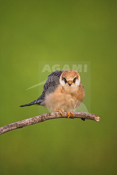 Roodpootvalk, Red-footed Falcon, Falco vespertinus stock-image by Agami/Marc Guyt,