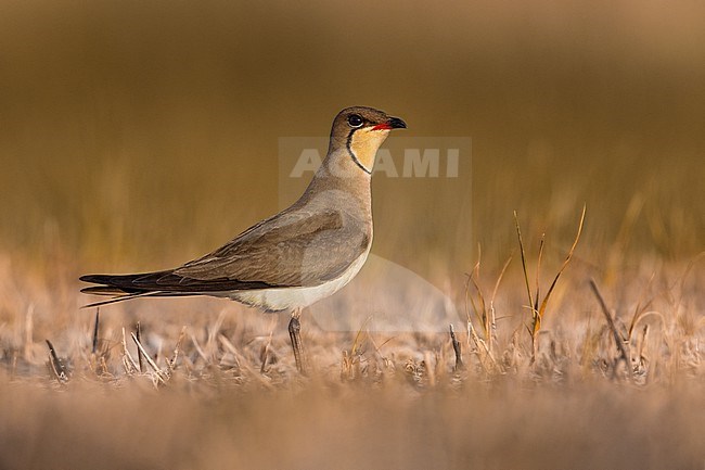 Adult Collared Pratincole, Glareola pratincola, in Italy. stock-image by Agami/Daniele Occhiato,