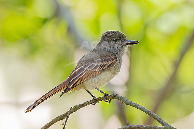 Rufous-tailed Flycatcher, Myiarchus validus, on Jaimaca. stock-image by Agami/Pete Morris,