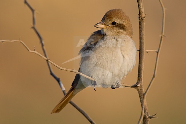 Turkestaanse Klauwier; Turkestan Shrike stock-image by Agami/Daniele Occhiato,