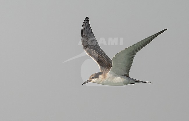 White-cheeked Tern (Sterna repressa) - juvenile - July 2022 - coast of Saudi Arabia stock-image by Agami/Eduard Sangster,