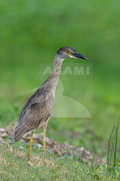 Second-year Yellow-crowned Night Heron (Nyctanassa violacea) standing in green colored swamp in Galveston County, Texas, USA. stock-image by Agami/Brian E Small,