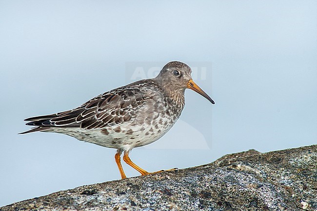 Purple Sandpiper (Calidris maritima) during autumn migration, standing on the Zuidpier of IJmuiden, along the Dutch North Sea coast. stock-image by Agami/Marc Guyt,