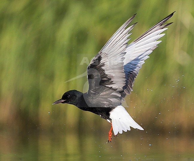 White-winged Tern - Weissflügel-Seeschwalbe - Chlidonias leucopterus, Russia (Tscheljabinsk), adult stock-image by Agami/Ralph Martin,