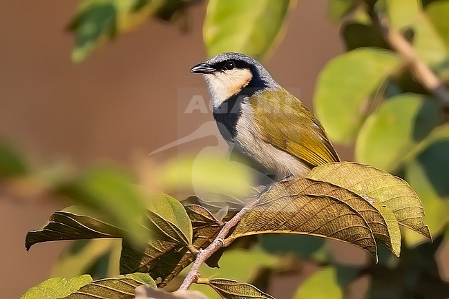 Black-collared Bulbul (Neolestes torquatus) perched on a branch in Angola. Also known as black-collared greenbul. stock-image by Agami/Dubi Shapiro,