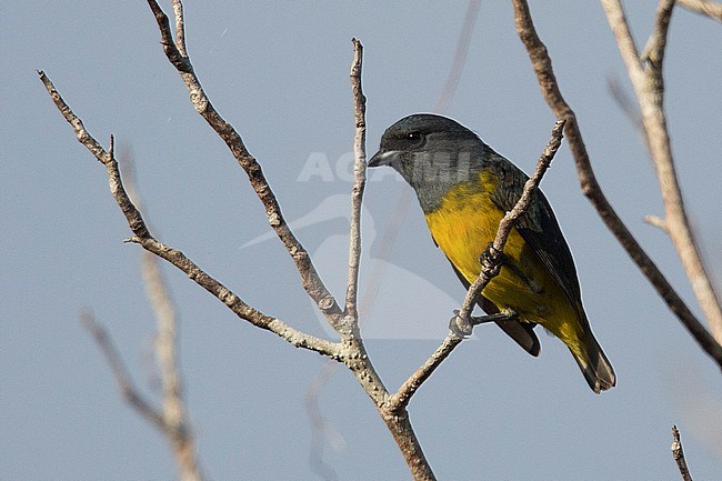 A male Plumbeous Euphonia (Euphonia plumbea) at Inírida, Guainía, Colombia. stock-image by Agami/Tom Friedel,