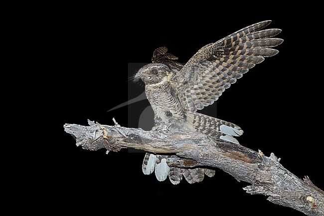 Adult male
Pima Co., AZ
May 2014 stock-image by Agami/Brian E Small,
