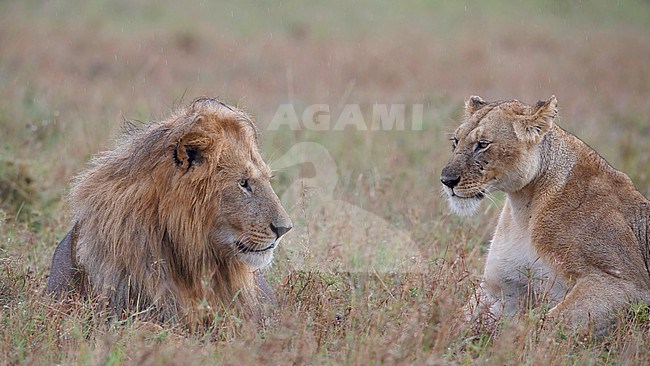 Close up of a pair of Lions, (Panthera leo) lying on the ground. Kenya stock-image by Agami/Markku Rantala,