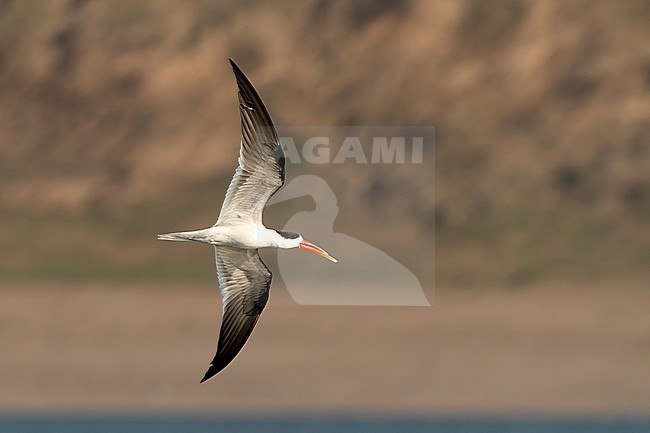 Indian Skimmer, Rynchops albicollis, in India. stock-image by Agami/Dani Lopez-Velasco,