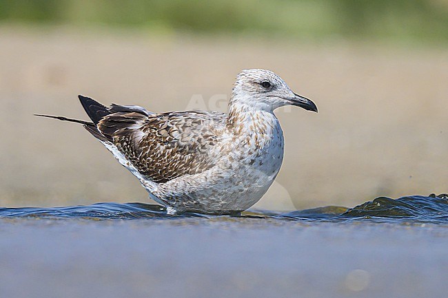 Lesser black-backed gull (Steppe), Larus fuscus barabensis, resting on the beach. stock-image by Agami/Sylvain Reyt,