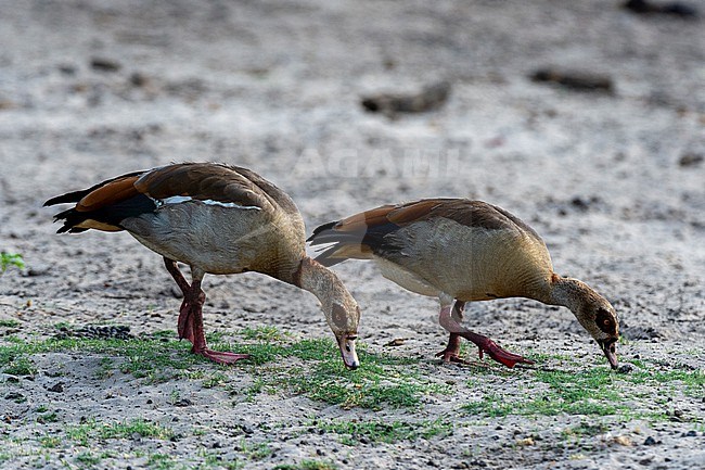 A pair of Egyptian geese, Alopochen aegyptiacus, in Chobe National Park. Botswana. stock-image by Agami/Sergio Pitamitz,