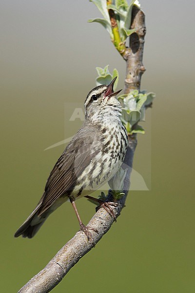 Adult Northern Waterthrush (Parkesia noveboracensis) perched on a small branch on Seward Peninsula, Alaska, United States. stock-image by Agami/Brian E Small,