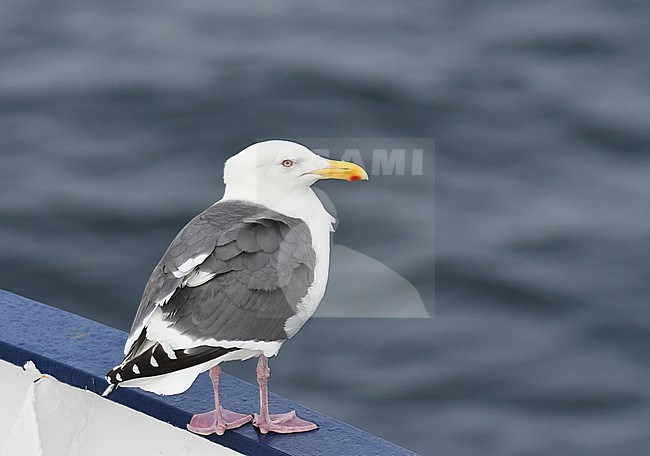 Adult Slaty-backed Gull (Larus schistisagus) in breeding plumage during late spring in north east Russia. Standing on side of a ship. stock-image by Agami/Laurens Steijn,