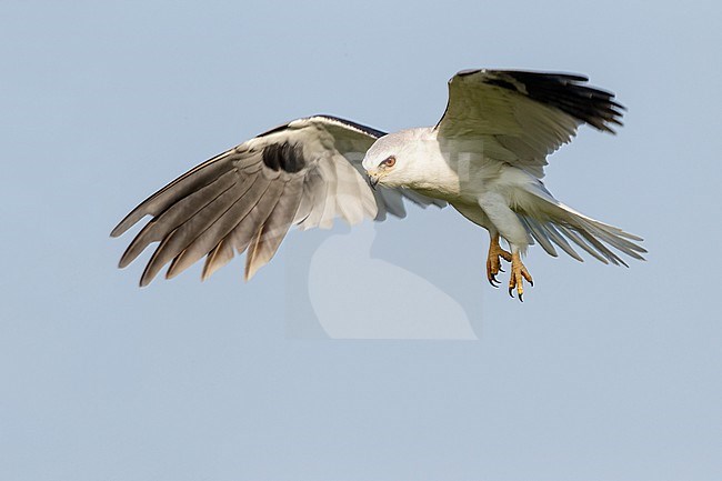 Adult
Galveston Co., TX
April 2012 stock-image by Agami/Brian E Small,