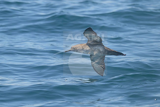 Juvenile Balearic shearwater (Puffinus mauretanicus), with the sea as background. stock-image by Agami/Sylvain Reyt,