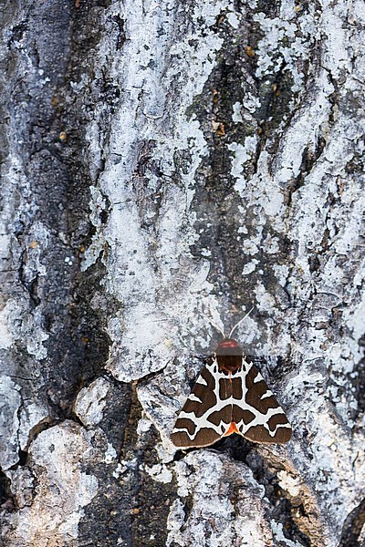 Arctia caja - Garden tiger moth - Brauner Bär, Germany (Baden-Württemberg), imago stock-image by Agami/Ralph Martin,