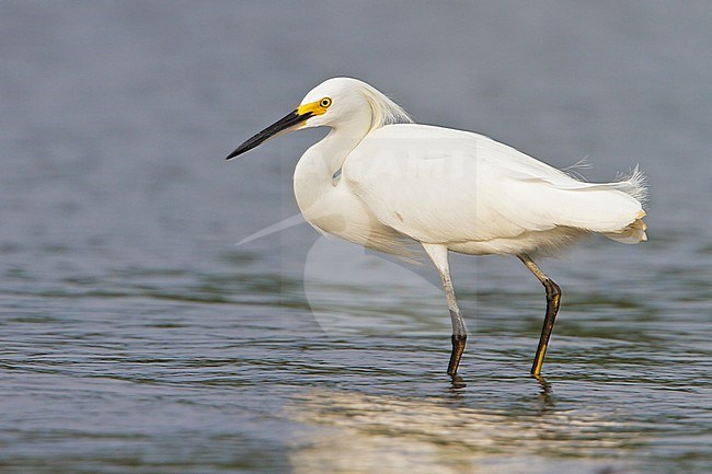 Snowy Egret (Egretta thula) feeding along the shore of a river in Costa Rica, Central America. stock-image by Agami/Glenn Bartley,