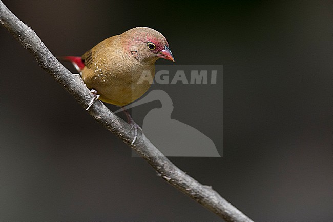 Female Red-billed Firefinch (Lagonosticta senegala) in the Gambia. stock-image by Agami/Han Bouwmeester,